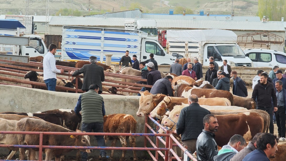 Erzurum’da kurbanlıklar görücüye çıktı