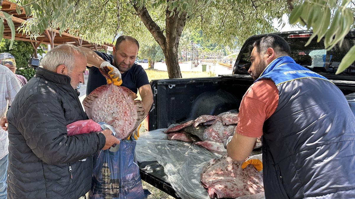 Sinop’ta kaçak avlanan 1611 kalkan balığı vatandaşa dağıtıldı