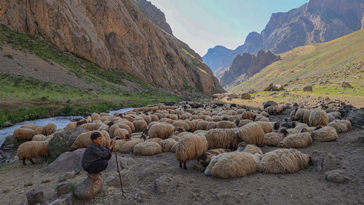 Karnelerini alan çocuklar, Hakkari’nin yaylalarında göçer ailelerine destek oluyor