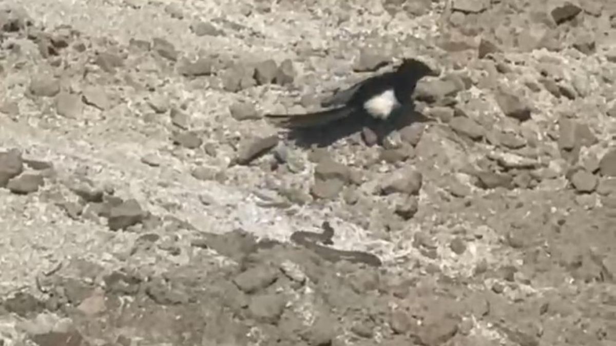 Nevşehir’de yılanın karga ve kartalla mücadelesi